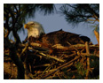 Bald Eagle Photos 42