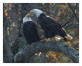 Bald Eagle Photos 44