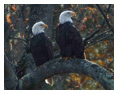 Bald Eagle Photos 46