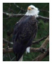 Bald Eagle Photos 48