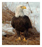 Bald Eagle Photos 53