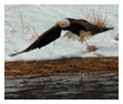 Bald Eagle Photos 54