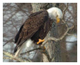 Bald Eagle Photos 55