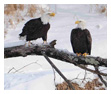 Bald Eagle Photos 58