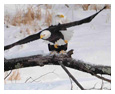 Bald Eagle Photos 59