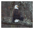Bald Eagle Photos 61