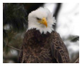 Bald Eagle Photos 63