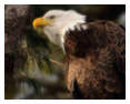 Bald Eagle Photos 64
