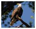 Bald Eagle Photos 70