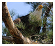 Bald Eagle Photos 72
