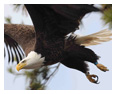 Bald Eagle Photos 74