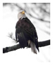 Bald Eagle Photos 76