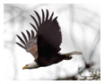 Bald Eagle Photos 77