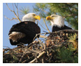 Bald Eagle Photos 80