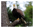 Bald Eagle Photos 81