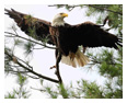 Bald Eagle Photos 83