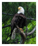Bald Eagle Photos 84
