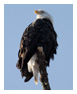 Bald Eagle Photos 90