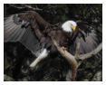 Bald Eagle Photos 91