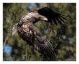 Bald Eagle Photos 105