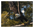 Bald Eagle Photos 106