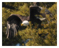 Bald Eagle Photos 107