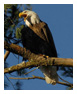 Bald Eagle Photos 111