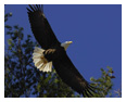 Bald Eagle Photos 113