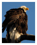 Bald Eagle Photos 114