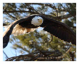 Bald Eagle Photos 115