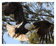Bald Eagle Photos 116