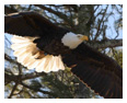Bald Eagle Photos 117