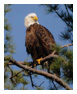 Bald Eagle Photos 118