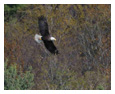 Bald Eagle Photos 119