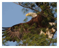 Bald Eagle Photos 120