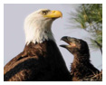 Bald Eagle Photos 121