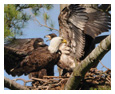 Bald Eagle Photos 122