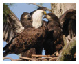 Bald Eagle Photos 123