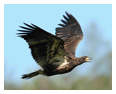 Bald Eagle Photos 125