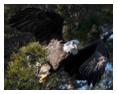 Bald Eagle Photos 128