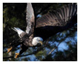 Bald Eagle Photos 129