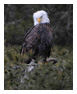 Bald Eagle Photos 130