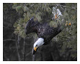 Bald Eagle Photos 132