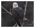 Bald Eagle Photos 134