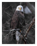 Bald Eagle Photos 136