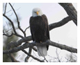 Bald Eagle Photos 137