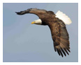 Bald Eagle Photos 143