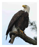 Bald Eagle Photos 146