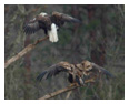 Bald Eagle Photos 147