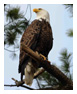 Bald Eagle Photos 150